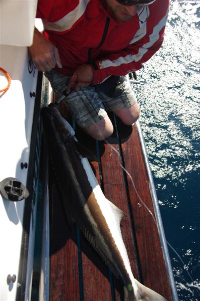 Exmouth: Cobia sightcast off the back of a whaleshark out of Tantas, May 2010